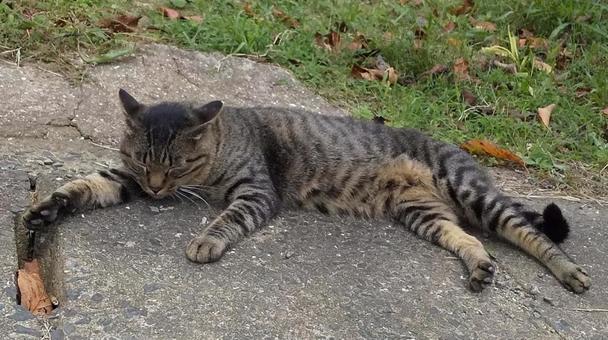 猫-4 猫-4の写真