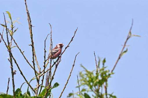 ベニマシコの写真