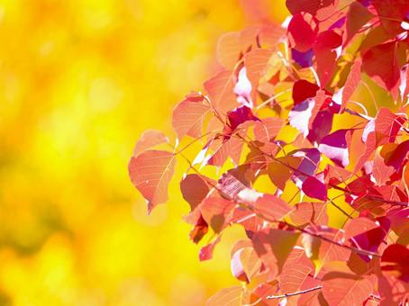 紅葉　黄葉 紅葉,秋,背景の写真素材