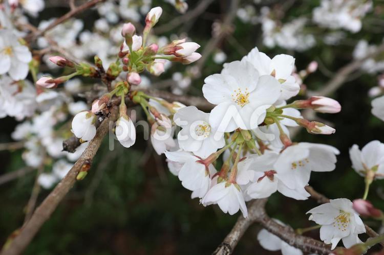 広島市南区黄金山の桜（ソメイヨシノ） 黄金山,広島市,広島の写真素材
