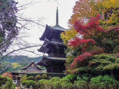 【滋賀県】大津市・三井寺 三井寺,園城寺,三重塔の写真素材