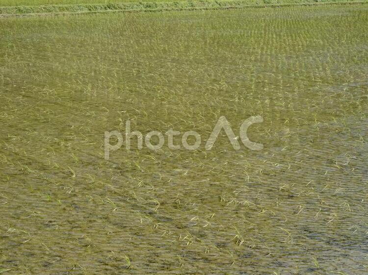 田んぼ 田んぼ,水田,田植えの写真素材