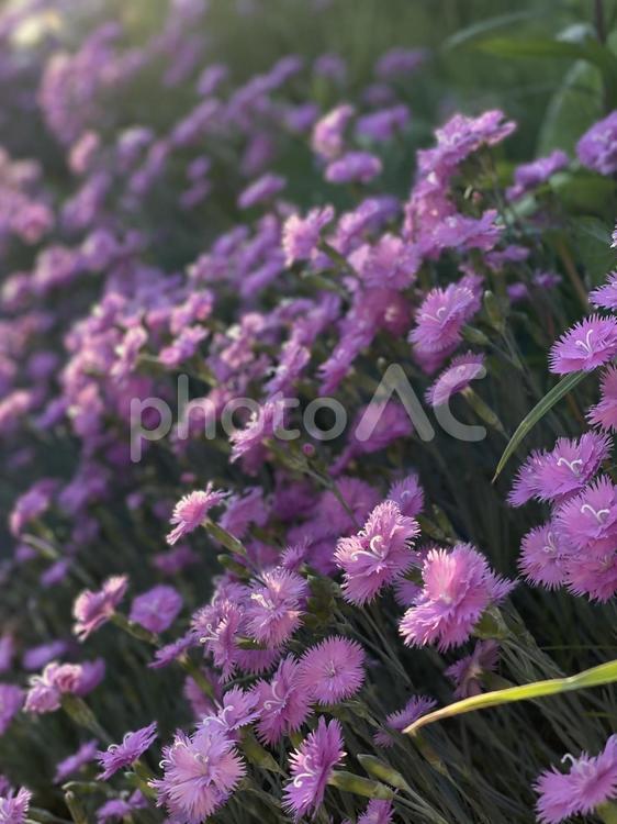夕暮れ時のピンクの花 花,夕焼け,夕陽の写真素材