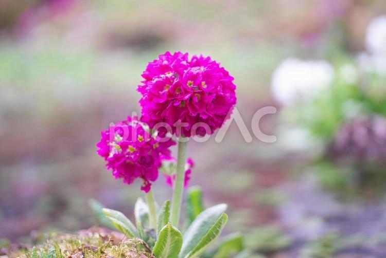 早春の滝野すずらん丘陵公園 プリムラ,明るい,生花の写真素材