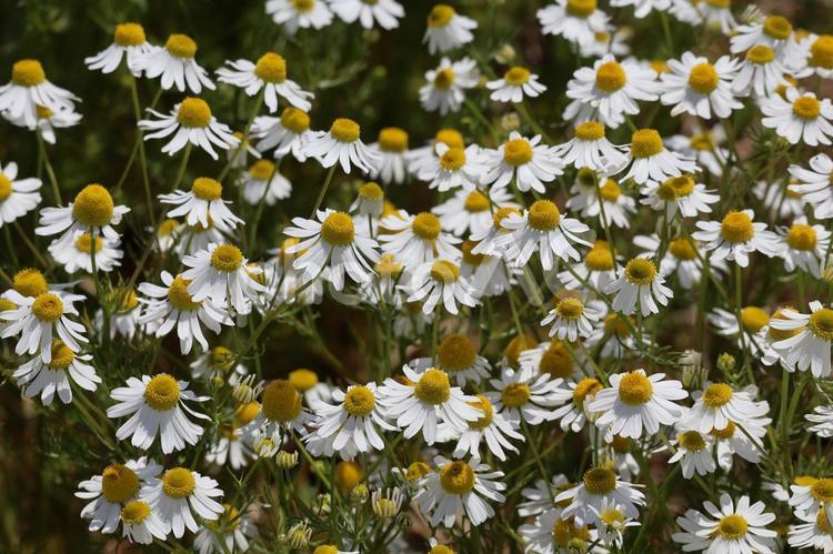 白い花びらの満開のカモミールの花畑 白い,花びら,満開の写真素材