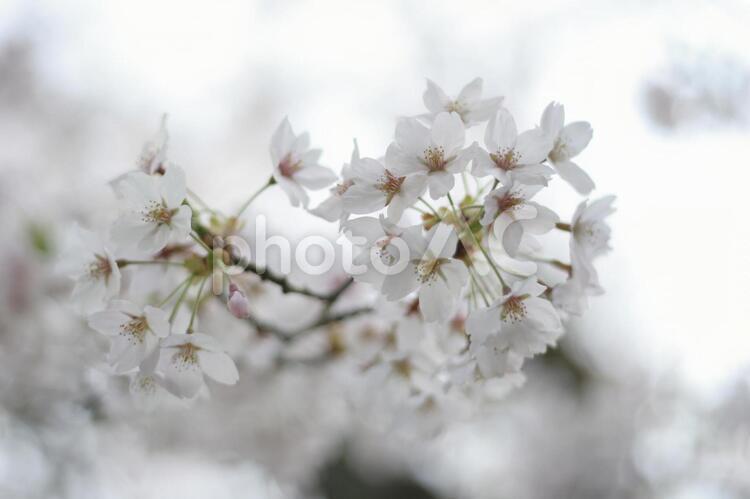 桜 さくら,春,華の写真素材
