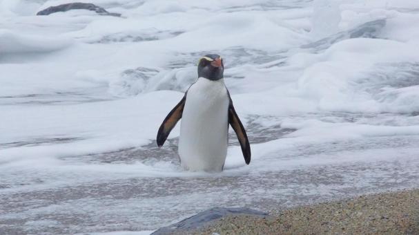 海から出てきたフィヨルドランドペンギン 海から出てきたフィヨルドランドペンギンの写真