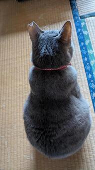 猫様鎮座 癒し,かわいい,和室の写真素材