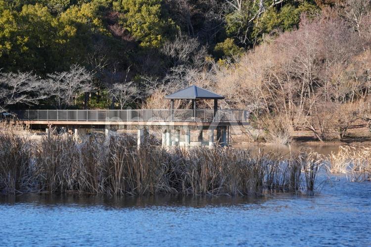 千葉県柏市　２１世紀の森と広場 千葉県柏市,千葉県,松戸市の写真素材