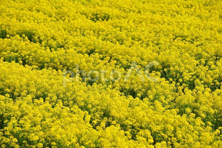 満開の菜の花畑と青空　 京都府,京都,亀岡の写真素材
