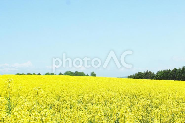 美しく満開の菜の花 菜の花,明るい,夏の写真素材