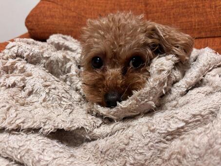 トイプードル トイプードル,犬,ペットの写真素材