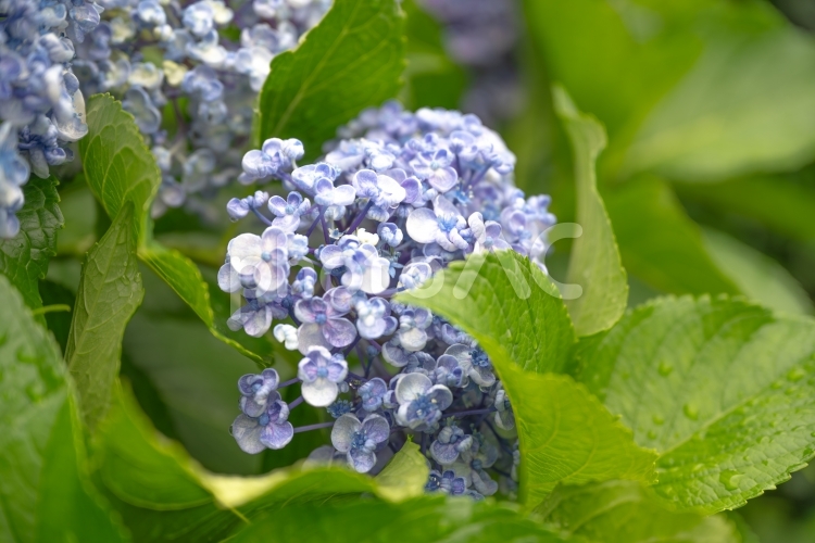 緑背景のアジサイ 紫陽花,青,ピンクの写真素材