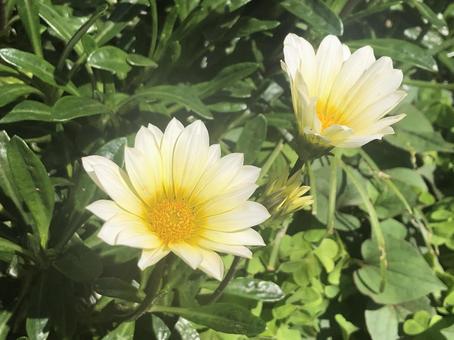 カザニアの花 植物,花,ピンクの写真素材