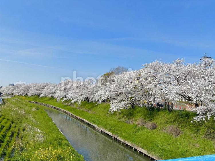 五条川の桜 桜,さくら,サクラの写真素材