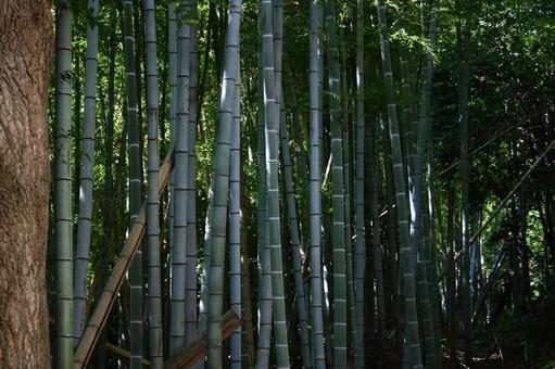 竹林 竹林 竹林,竹,道の写真素材