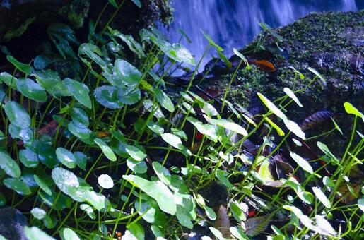ウォーターマッシュルーム ウォーターマッシュルーム ウォーターマッシュルーム,水草,グリーンの写真素材