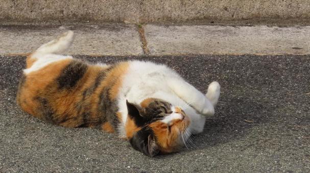 ゴロニャンアピールを始めたもふもふな猫 三毛猫,猫,寝転ぶの写真素材