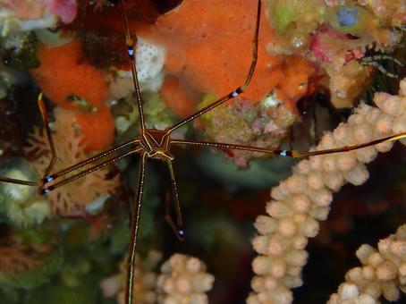 オルトマンワラエビ オルトマンワラエビの写真