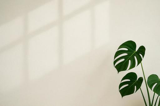 【観葉植物】モンステラと白い壁３の写真
