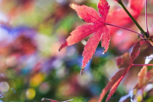 イロハモミジ 鮮やか,赤,紅の写真素材