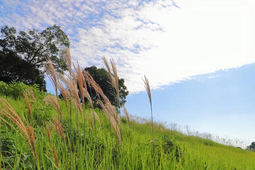 ススキ　草原　雲　青空 ススキ,秋,空の写真素材