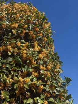 金木犀 金木犀,花,満開の写真素材