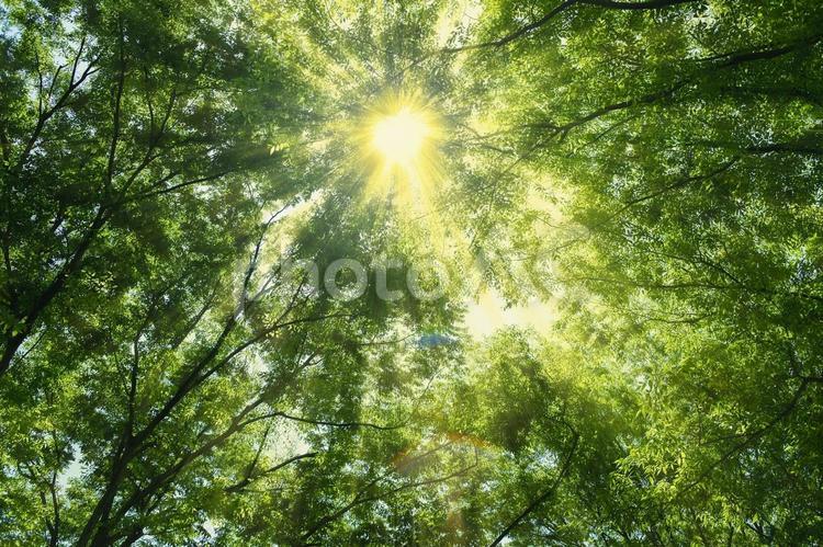 緑の森　木漏れ日 森,緑,木の写真素材