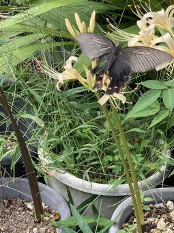 白い彼岸花に舞う黒いアゲハチョウ 白い彼岸花に舞う黒いアゲハチョウの写真