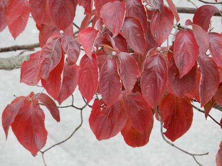 【風景写真】晩秋の風景 紅葉,葉っぱ,晩秋の写真素材