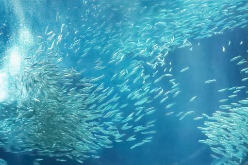 水族館 海洋世界 海中道 成群的沙丁魚 水族館 海洋世界 海中道 成群的沙丁魚