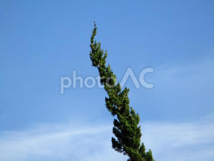 緑の松の木の先と青空 松の木,松,緑の写真素材