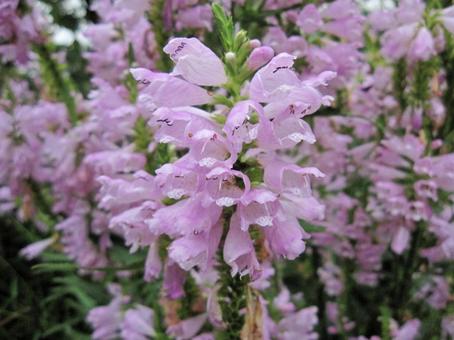 カクトラノオの写真