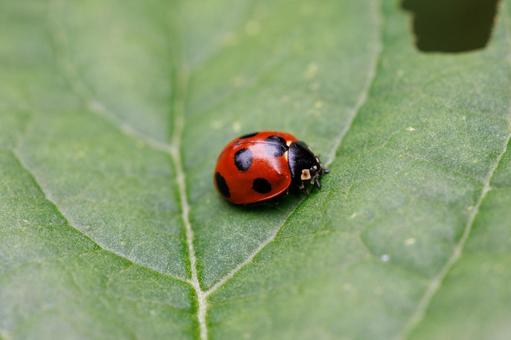 葉に止まるてんとう虫 昆虫,テントウムシ,てんとう虫の写真素材