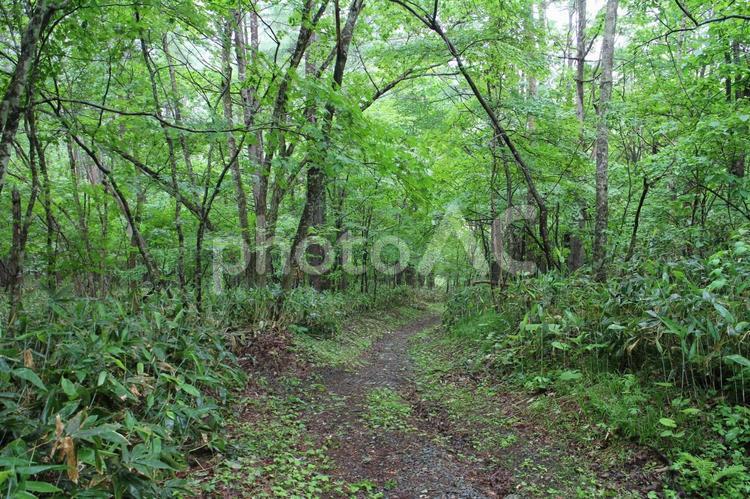 娘と３度目の兜明神登山　１０ 登山道,木々,風景の写真素材