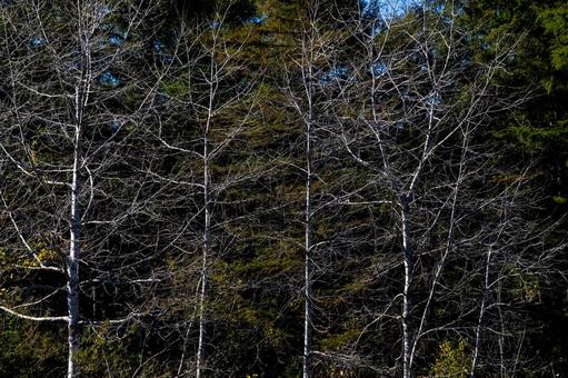 深い常緑樹を背に光を浴びる冬を迎える樹木 枯れ木,樹林,森林の写真素材