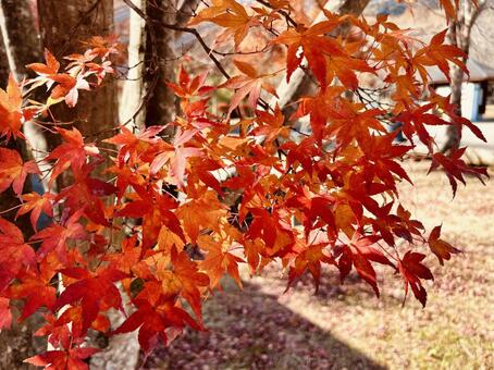 真っ赤に染まるもみじの枝 もみじ,紅葉,秋の写真素材