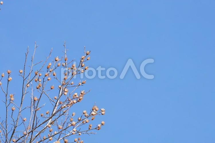 青空と木 青空,空,木の写真素材