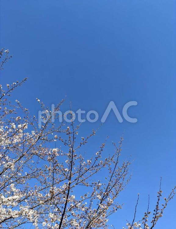 快晴の空に映える桜 桜,ソメイヨシノ,木の写真素材