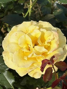 黄色い花 黄色い花,花,黄色の写真素材