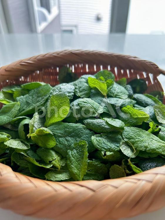 採れたてのミント ミント,ハーブ,グリーンの写真素材