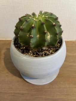 サボテン サボテンの写真