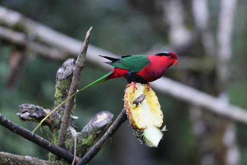オナガパプアインコの写真