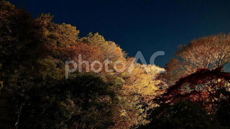 千葉県養老渓谷　夜の粟又の滝付近の紅葉 紅葉,粟又の滝,養老渓谷の写真素材