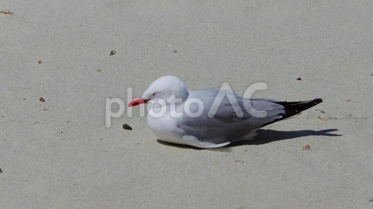 目をつぶるアカハシギンカモメ 野鳥,海鳥,カモメの写真素材