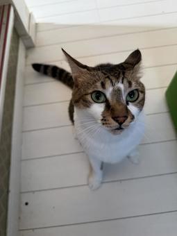 見上げる猫 見上げる猫 猫,見上げる,雄猫の写真素材