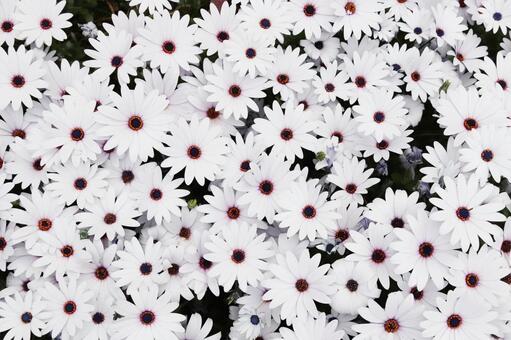 ケープデージー（Osteospermum Cape Daisy White）の写真