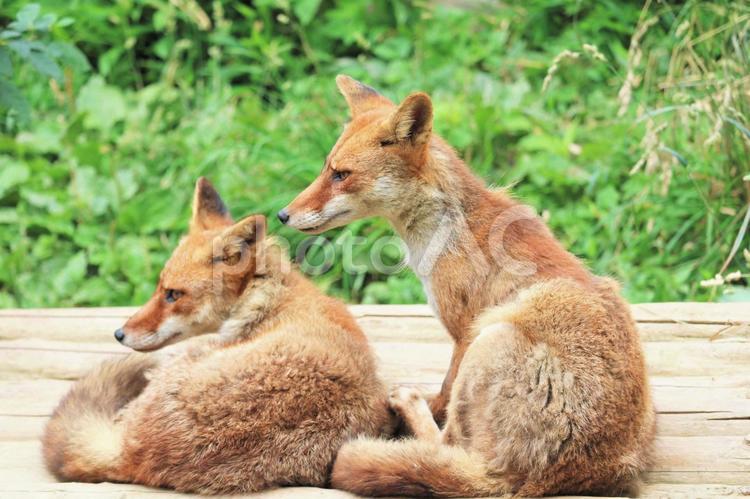 二匹のきつね　狐　動物　イメージ　素材 キツネ,きつね,ホンドギツネの写真素材