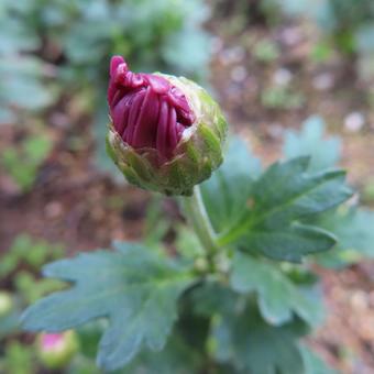 キク（菊） キク,菊,花の写真素材