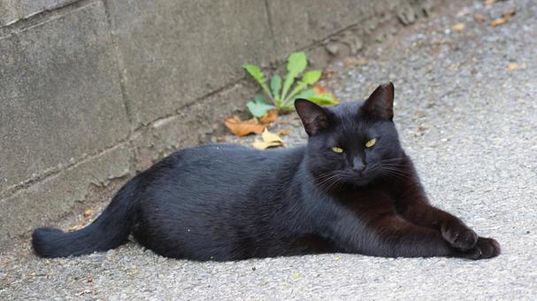 座っている黒猫 座っている黒猫の写真